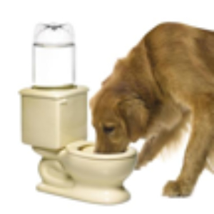 Dog and Cat Toilet Water Bowl